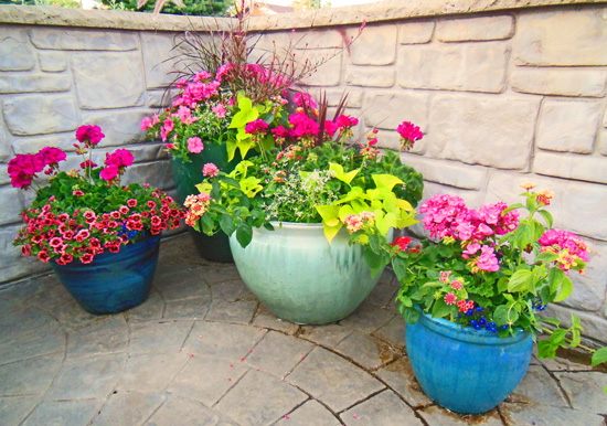 Does lantana do well in containers?